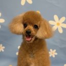 왈왈애견미용샵 | 동래애견미용 위드왈왈 컴퍼니