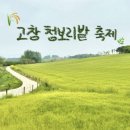아름푸릇 | 고창 청보리밭 축제 후기 (위치, 주차, 먹거리, 기간 등)