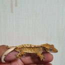 헌드레드게코