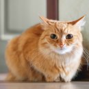 로얄 도그앤캣 메디컬센터 이미지