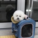 비숑마을펜션 이미지