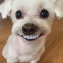 꽃개 이미지