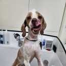 소망애견미용실 이미지