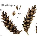 350 스트로브잣나무, White pine 이미지