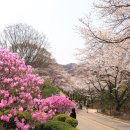 희원(에버랜드)벚꽃 축제 이미지