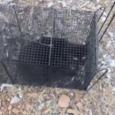 낄낄고양이 이미지