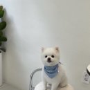 퍼피포피 | 광주 애견미용 퍼피포피 가위컷 후기