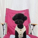 루이앤독 이미지