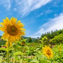 구와우농장 이미지