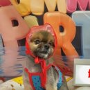 루틴펫살롱 이미지