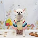 강아지풍경 이미지