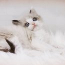 랙돌하우스 이미지