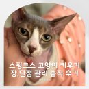고양이입양소 | 스핑크스 고양이 키우기 장점 단점 종류 유전병 관리 솔직 후기