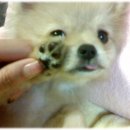 똥강새이 이미지