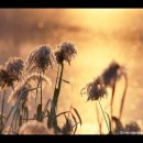 나무와 새 이미지