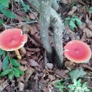 무등산버섯 이미지