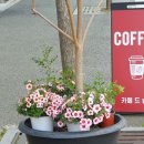 카페드솔레