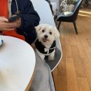 내유길80번길 | 실내 대형 애견카페 [피터펫츠 내유점] 다녀온 후기🐶
