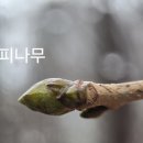 나무와 친해지기 이미지