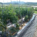 태풍 마트모의 발광 이미지