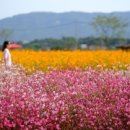 양주천일홍축제 2018 천만송이 천일홍과 양주 핑크뮬리 이미지