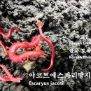 📰 특종 (Scoop 🕵️) 야코트에스카리땅지네(Escaryus jacoti) — 한국고유 희귀종 발견 기록 이미지