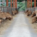 청정한우농장 이미지