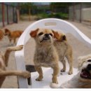 빗질해줄개 이미지