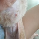 보보펫 | 광주 애견미용 후기 - 하남2지구 보보펫(젖꼭지 두개 상처남 ㅠㅠ)