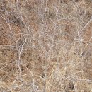 자연산 와송 군락지 수만마리의 벌이 꿀을 따고 있어요 대형 영지버섯 산조인 산대추 산목련 함박나무 이미지