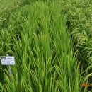 황금밥상 이미지