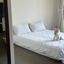 해피독 애견펜션 | 가평애견펜션 추천 | 글램독 애견펜션 청평점 B102 내돈내산 후기 (프라이빗 바베큐)
