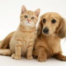 개와 고양이 이미지