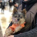 행복한멍냥이