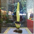 국제꽃식물원 이미지