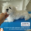 주니슈