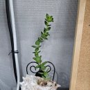 (주)해남땅끝리조트 이미지