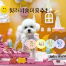 쥬씨청라 | 청라 강아지 미용 잘하는 곳 찾는다면? 쥬씨왈왈 청라점 강추💛 (비숑 미용 후기)
