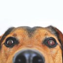 천호동물병원 이미지