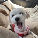 강아지 대공원 이미지