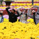 형형색색 무지개 빛으로 만발한 인제 가을꽃축제 여기가 인생샷 맛집 이미지