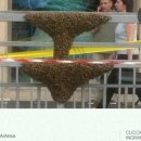 벌떼식당 이미지