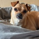 아이피댕