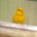 카나리아 이미지
