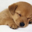 나래동물약국 이미지