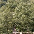 원골쉼터 | 금산 가볼만한곳 월영산 출렁다리 코스 휴무일 요금 소요시간