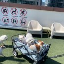 호텔스 컴도그 이미지