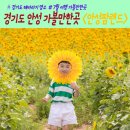황소농장 | 경기도 안성 가볼만한곳 안성팜랜드 해바라기 명소 꽃축제 안성팜랜드 공연 정보