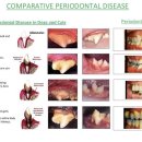 포천동물병원 이미지