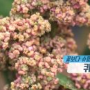 강원슈퍼푸드 이미지